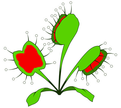 Venus flytrap carnivorous plant cartoon isolated illustration