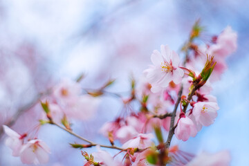 桜 / Japanese Cherry Blossom