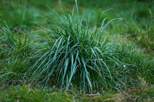 Green grass with dry leaves, Dry leaves on the green grass. 