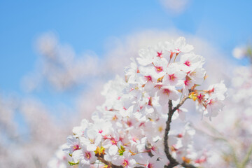 桜 / Japanese Cherry Blossom