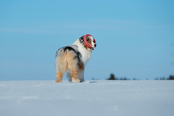 An Australian Shepherd dog runs in the snow during the day in winter in a blue sky