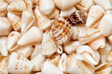 White and brown seashell background, collection of textured marine sea shells in pile. Vacation at the sea coast. 