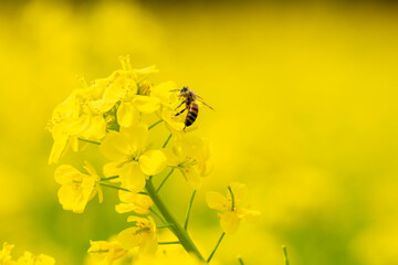 菜の花とミツバチ