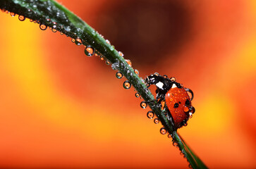 Closeup of a ladybug on a plant covered in water droplets - Powered by Adobe