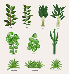 Collection of indoor plants for decorating the interior. Set of vector illustrations of home flowers. Trendy home decor with plants, urban jungle.