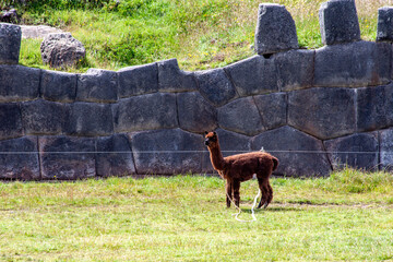 Llamas in Saqsaywaman Inca archaeological site with large stone walls in Cusco, Peru