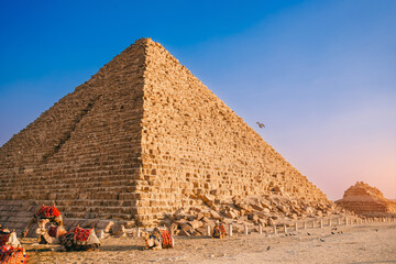 Camels rests near ruins pyramids of Giza in Cairo Egypt sunset sky, travel Egyptian
