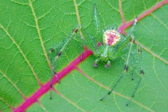 Grape phylloxera on a leaf