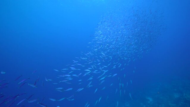 Seascape with School of Fish, Boga fish in the coral reef of the Caribbean Sea, Curacao