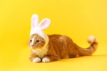 Cute cat in bunny ears on yellow background