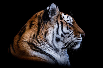 Front view of Siberian tiger isolated on black background. Portrait of Siberian tiger, Panthera tigris altaica