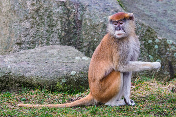 Patas Monkey (Erythrocebus patas)