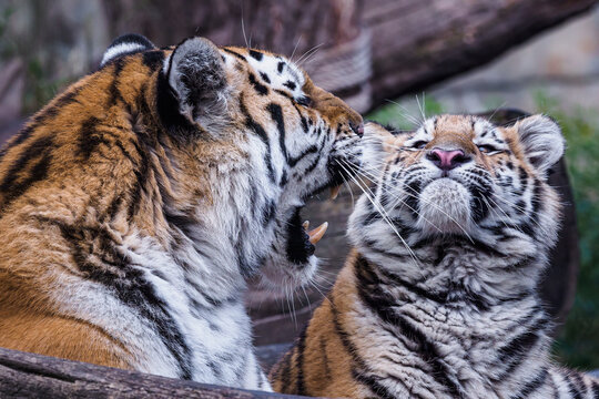 Siberian tiger with cub, Panthera tigris altaica