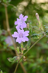 Vertical shot of a pair of purple impatiens flowers