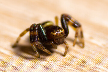 Close-up of a Napoleon spider, Synema globossum macrophotography