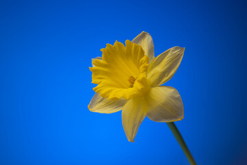 Single stem of a fresh spring Narcissus flower. Close up studio shot, isolated on blue background