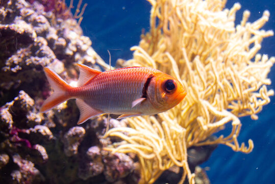 Orange fish in an aquarium blotcheye soldierfish, myripristis berndti