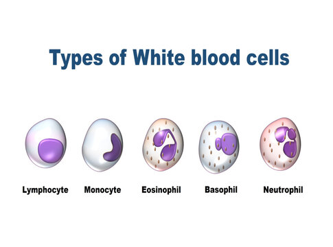 White blood cells types, Leukocytes. Vector illustration  including Lymphocyte, Monocyte, Eosinophil, Basophil, Neutrophil protect the body from infections