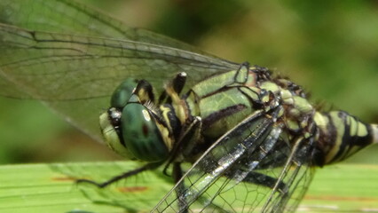 closeup photo of dragonfly on the leaf