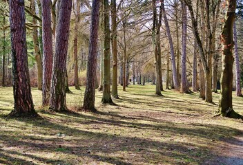Lichter Wald im Frühling