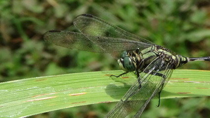 closeup photo of dragonfly on the leaf