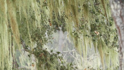 Lace lichen moss hanging, tree branches in foggy misty forest. Surreal woods, fairy mysterious old grove, fantasy woodland. Plants covered with parasite mushroom fungus. Monterey flora, California USA
