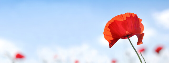 red poppy on the background of the sky with clouds close-up. landscape with wild wildflower
