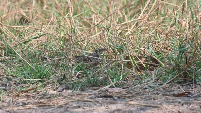 Seen Foraging In The Grass During A Hot Summer Day, Indochinese Bush Lark Mirafra Erythrocephala, Thailand.