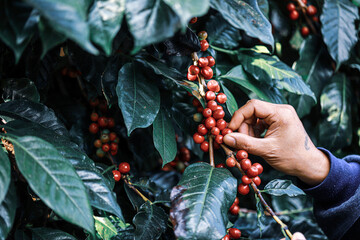 hand plantation coffee berries with farmer harvest in farm.harvesting Robusta and arabica  coffee...