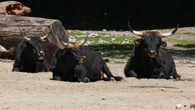 Heck cattle, Bos primigenius taurus, claimed to resemble the extinct aurochs. Domestic highland cattle