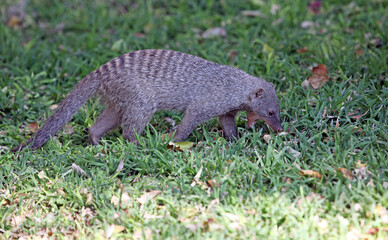 Banded Mongoose looking for food, Namibia
