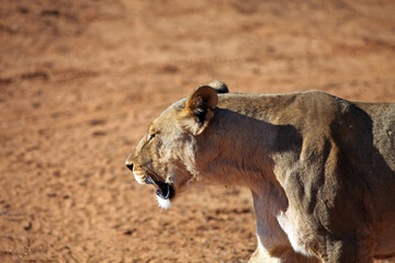 Close up of lioness in the early evening sun, Namibia

