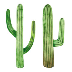 Watercolor green cacti isolated on white background. Exotic tropical plant. Cinco de mayo. Mexican symbol.