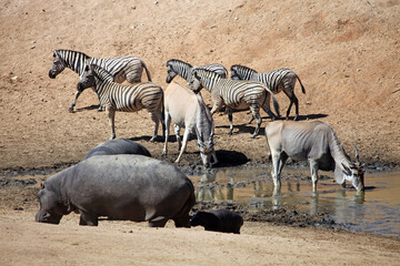 Hippo, Common Eland and zebra at a waterhole, Namibia
