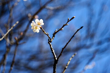 開花宣言間近にあちらこちらで咲き始めた桜