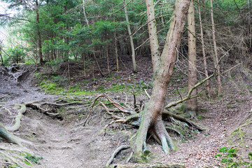 Baum der nur noch durch seine Wurzeln vom umstürzen gehalten wird