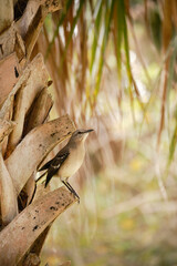 Mockingbird, die Spottdrossel als Saatsvogel von Florida 