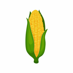 Corn. An ear of ripe yellow corn wrapped in green leaves. Vector illustration isolated on a white background