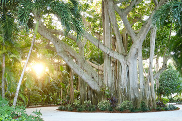 Banyan Baum im Sonnenuntergang (Florida)