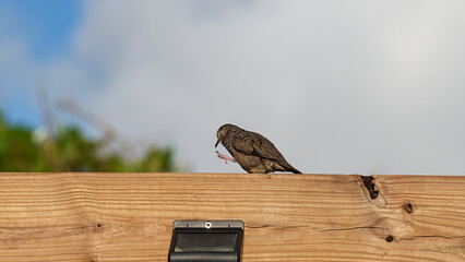 Closeup of a common ground dove (Columbina passerina) looking at its foot on a wooden plank
