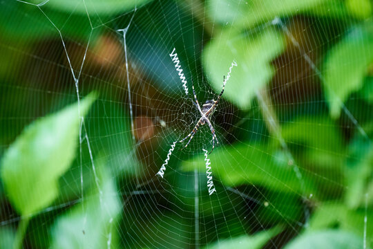 Closeup shot of the Argiope aurantia spider on its web in the forest