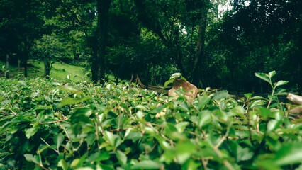 flowers in the forest