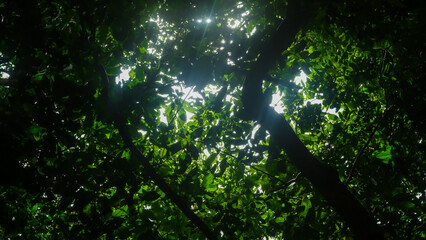 sun rays through the trees