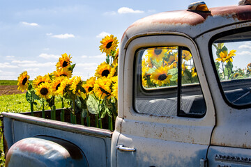 Closeup of sunflowers in a truck