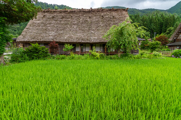 Fototapeta na wymiar 初夏の世界遺産　白川村の田園風景