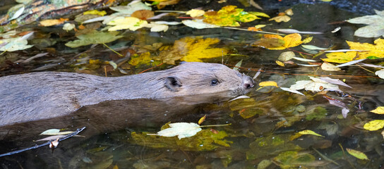 otter swimming in the water