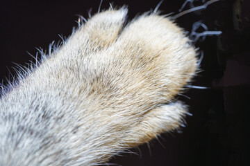 close up of a fur
