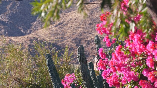 Cactus, Bougainvillea Red Crimson Flowers Bloom Or Blossom, Mountains Or Hills In Sunny Palm Springs Near Los Angeles, California Valley Nature, USA. Arid Dry Climate Plants, Desert Oasis Garden Flora