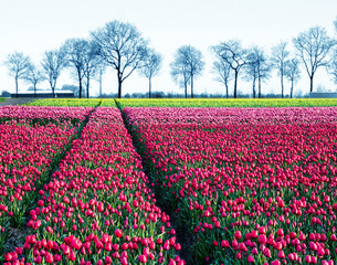 fabulous mystical stunning magical spring landscape with a tulip field on the background of a row...