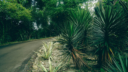 pine tree in the forest